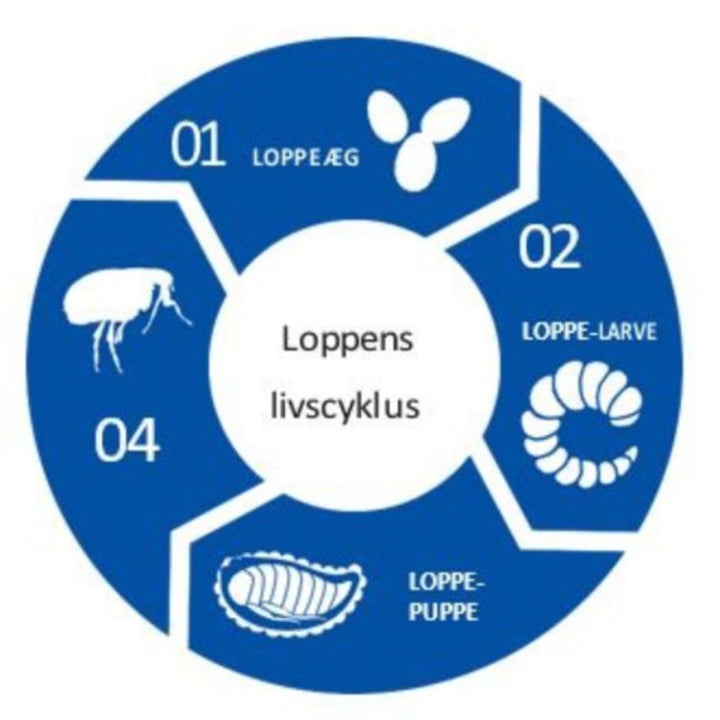 Loppe cyklus