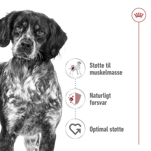 Royal Canin Medium Adult 10kg, til hunde 10-25kg Støtter hunden